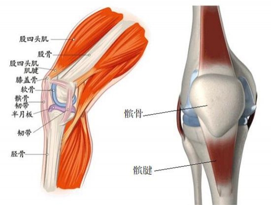 杜蘭特髕腱深度挫傷G2出戰(zhàn)存疑 醫(yī)學(xué)視角剖析強行復(fù)出風(fēng)險